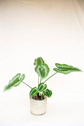 Schismatoglottis grabowskii